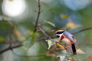 紅頭山雀