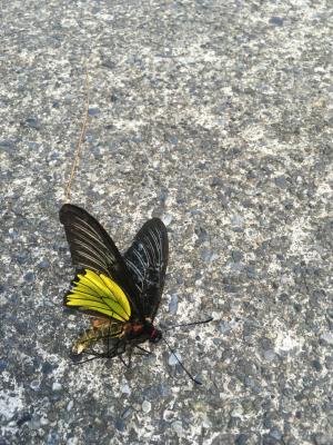 珠光鳳蝶蘭嶼亞種 (蘭嶼黃裙鳳蝶、蘭嶼金鳳蝶)