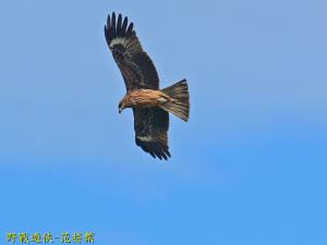 黑鳶