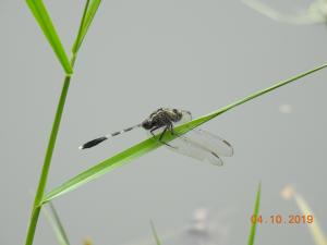 狹腹灰蜻 (杜松蜻蜓)