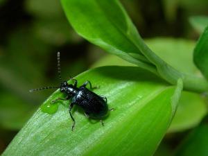 Lema (Lema) concinnipennis_DSCN5079-WuLai_lcs900