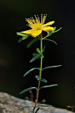 玉山金絲桃