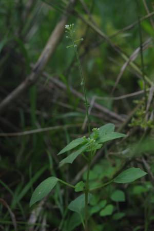 高山露珠草