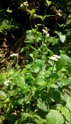 勝紅薊 (藿香薊)