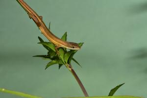 鹿野草蜥