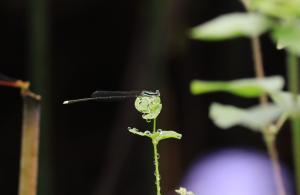 白狹扇蟌 (環紋琵蟌)