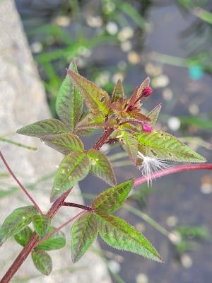 皺子白花菜