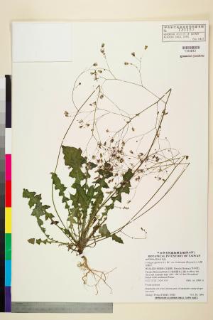 Youngia japonica (L.) DC. subsp. monticola Koh Nakam. & C.I Peng_標本_BRCM 5518