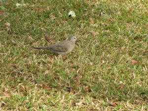 珠頸斑鳩