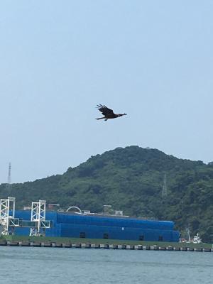 黑鳶