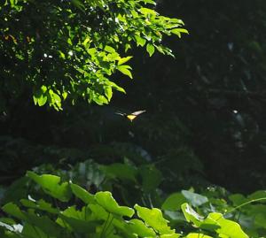 珠光鳳蝶蘭嶼亞種 (蘭嶼黃裙鳳蝶、蘭嶼金鳳蝶)