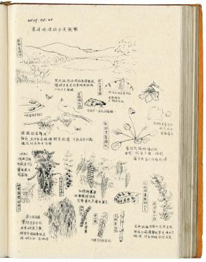 畫作：翠峰湖植物