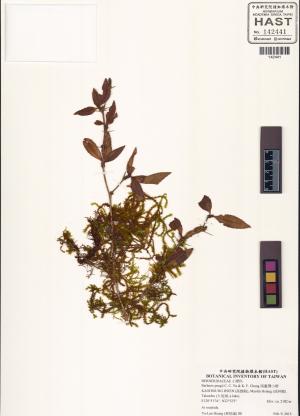 Berberis pengii C. C. Yu & K. F. Chung_標本_BRCM 6043