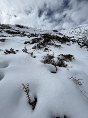 玉山小檗