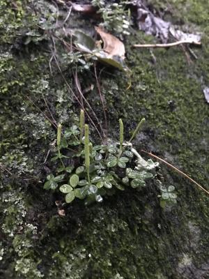 小椒草