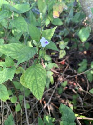 小花寬葉馬偕花