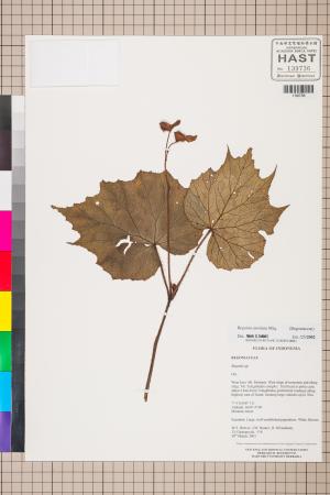 Begonia areolata標本_BRCM 2804