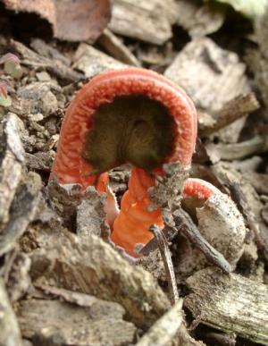 Clathrus bicolumnatus(雙柱籠頭菌)