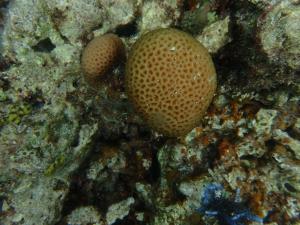 艾氏角星珊瑚