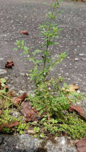 野甘草