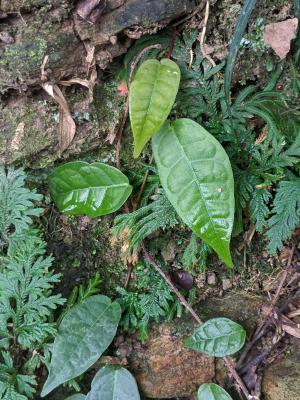 阿里山珍珠蓮