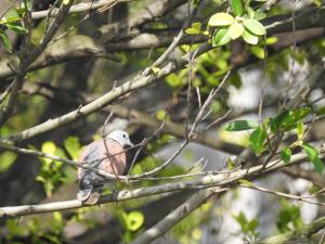 紅鳩