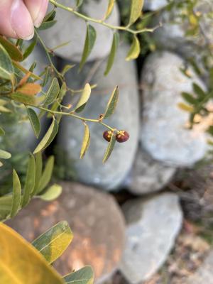 小果葉下珠、多花油柑、爛頭砵