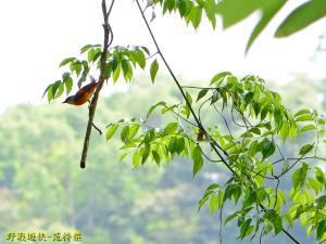 灰喉山椒鳥