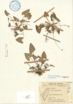 Viola formosana Hay._標本_BRCM 4704