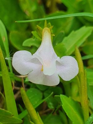 泥花草