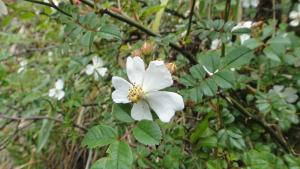 高山薔薇