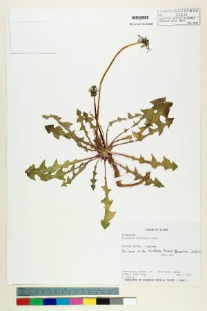 Taraxacum officinale F.H. Wigg._標本_BRCM 5646