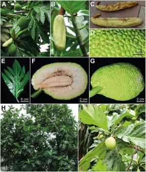 「太平洋麵包樹 」 (<i>Artocarpus altilis</i>)