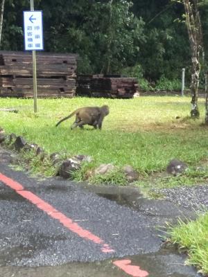 臺灣獼猴