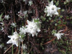 玉山薄雪草