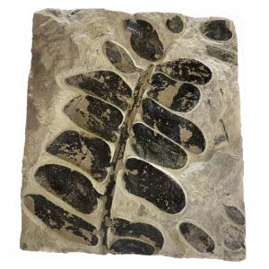 髓木科蕨類化石