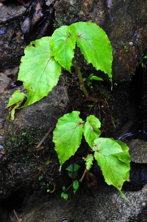 Begonia holttumii Irmsch.