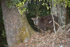 臺灣野山羊