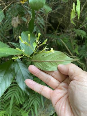 玉葉金花