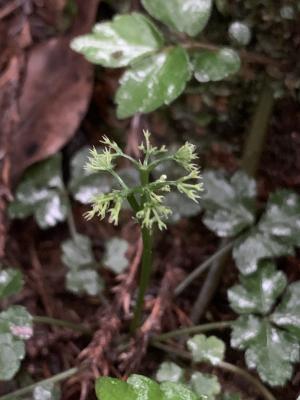 三葉山芹菜