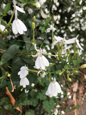 白鶴靈芝