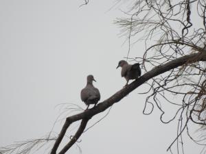 珠頸斑鳩