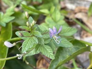 皺子白花菜