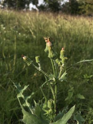 苦蕒菜