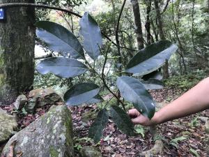 三葉山香圓