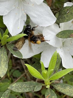 雙色熊蜂