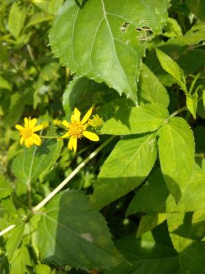 雙花蟛蜞菊