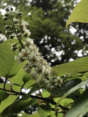 臺灣稠李