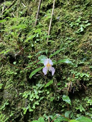 紫花鳳仙花