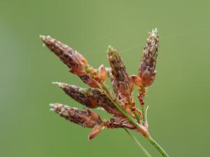 兩歧飄拂草 (棱穗飄拂草)